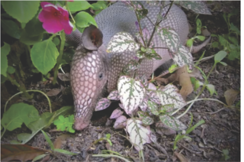 how to crack armadillo protection